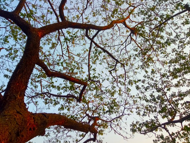 trees (2).jpg