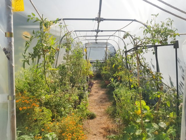greenhouse (1).jpg