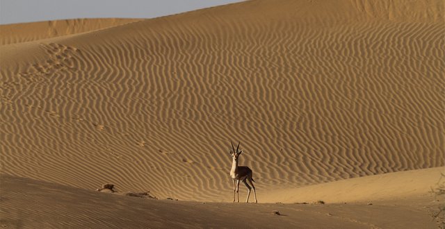 DESERT NATIONAL PARK.jpg