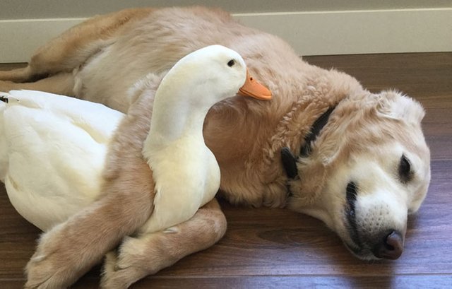 animal-friends-dog-barclay-pekin-duck-rudy-3.jpg