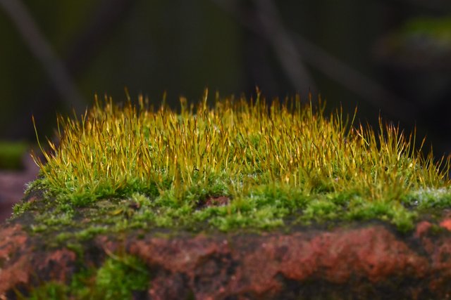 moss brick 1.jpg