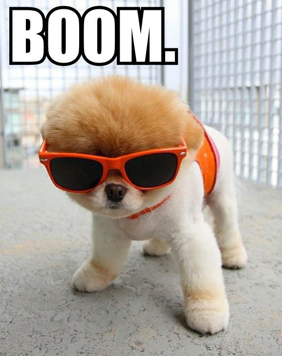 Boom Dog.jpg