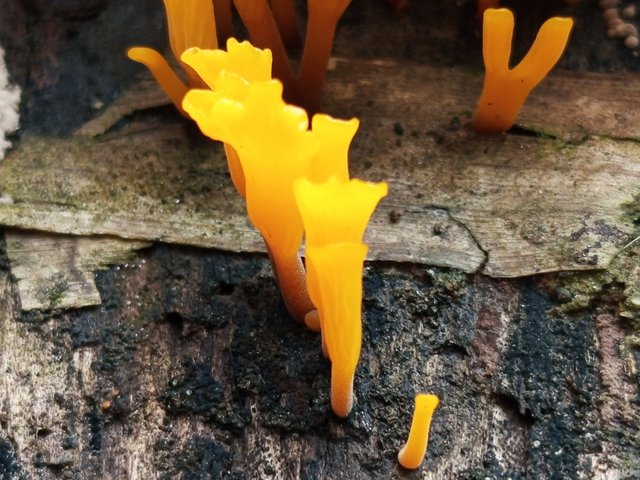 mashroom (3).jpg