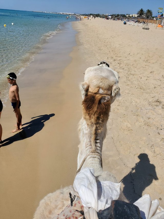 la tête de chameau.jpg