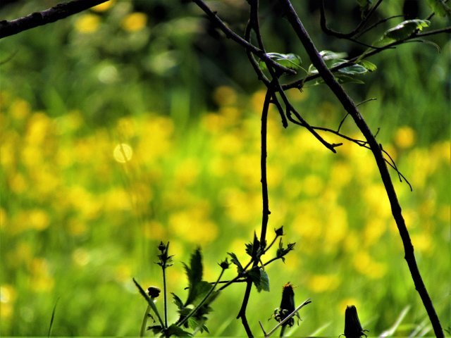 summer sunshine by@natureirland.JPG