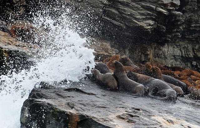 seals isla chanaral.JPG