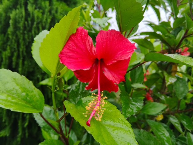 IMG_20250724_094846_866.jpg