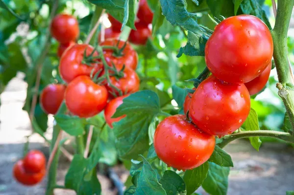 depositphotos_12744063-stock-photo-growing-tomatoes.jpg