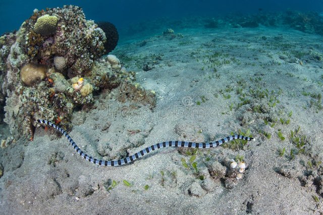 banded-sea-snake-laticauda-colubrina-swims-indonesia-one-most-venomous-snakes-world-77679033.jpg