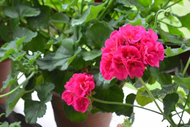 geranium-2422730_1920.jpg