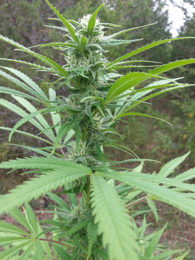 citrus_skunk_budstart_full_top.jpg