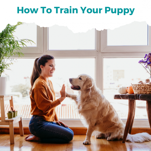 How To Train Your Puppy.png