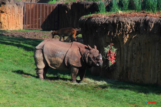 Indian Rhino rhinoceros henry doorly zoo asian highlands exhibit IR0010.JPG