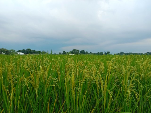 IMG_20250914_074458.jpg