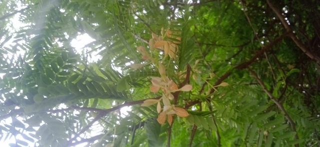 IMG_20250618_055130.jpg