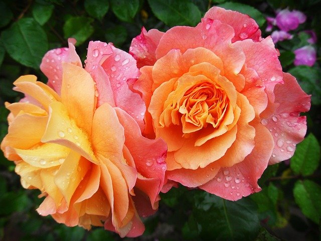 rose-174817_640.jpg