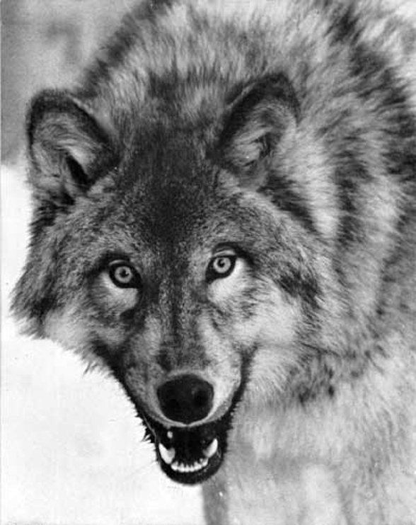 Canis_lupus_portrait mt mckinly wolf national park service public.jpg