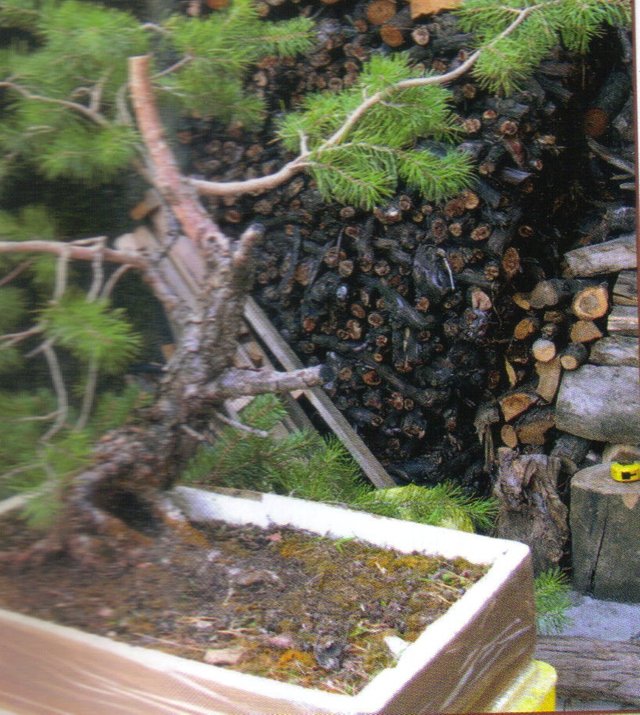 mi-bonsai-1.jpg