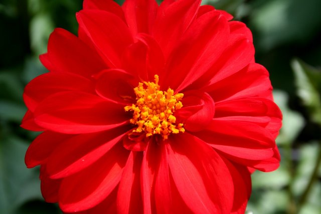 red flower-2.JPG
