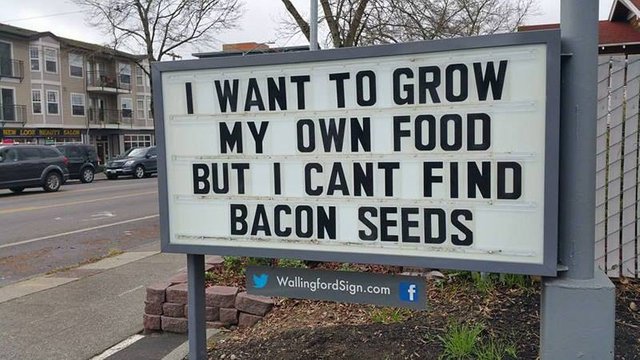 Bacon Seeds.jpg