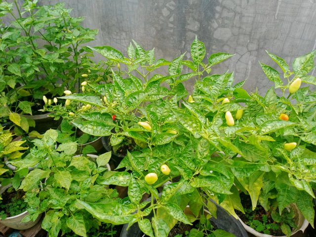 IMG20251005084415.jpg