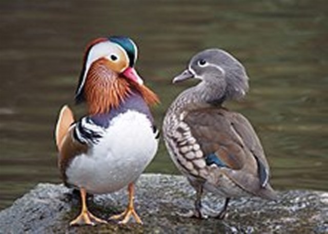 220px-Pair_of_mandarin_ducks1.jpg