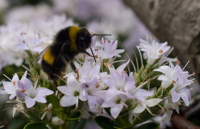 bee-nectar-06.jpg
