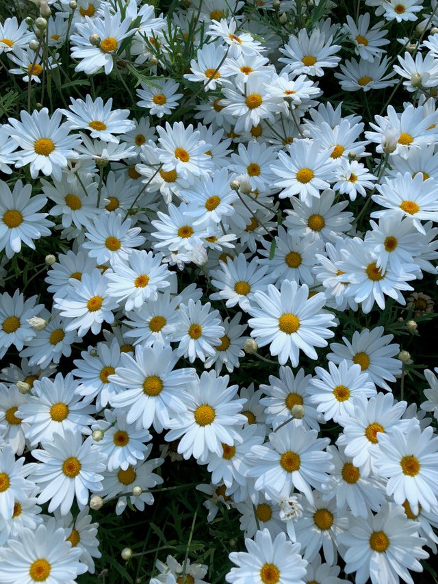 daisyflowers.jpg