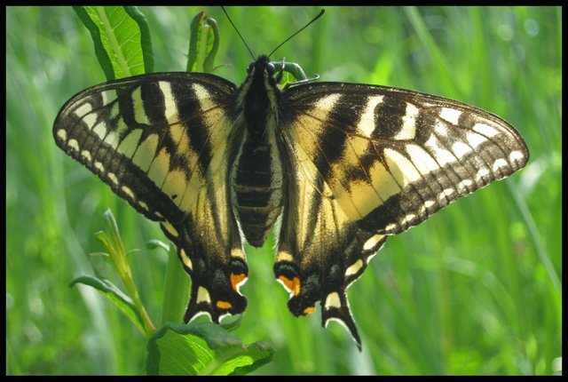 closeup of swallowtail butterfly.JPG