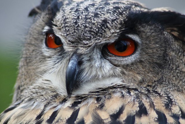 eagle-owl-184567.jpg
