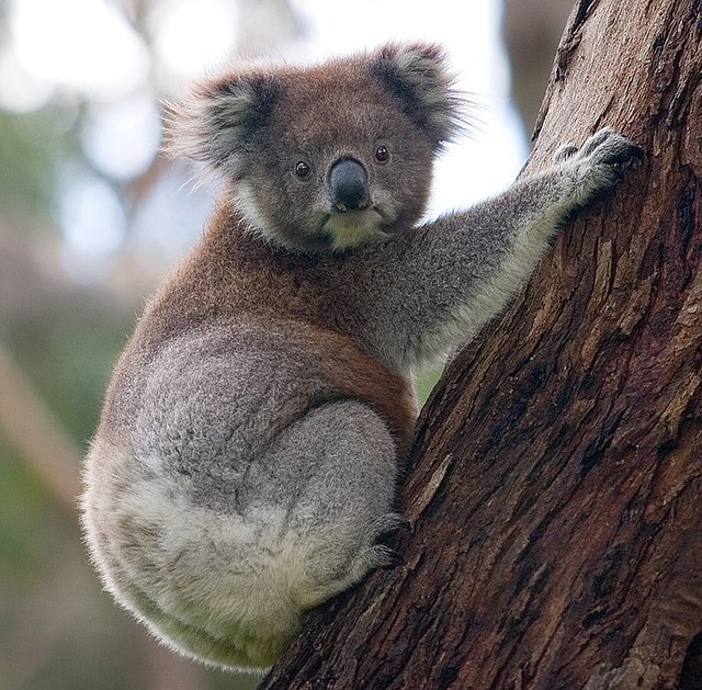 781px-Koala_climbing_tree.jpg