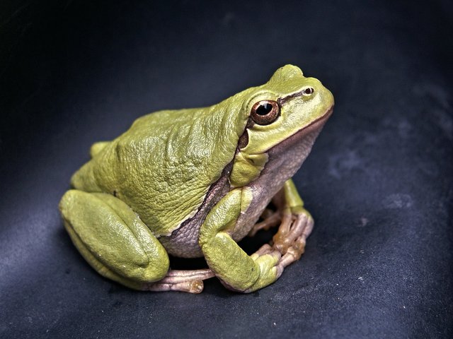 frog-111179_1920.jpg