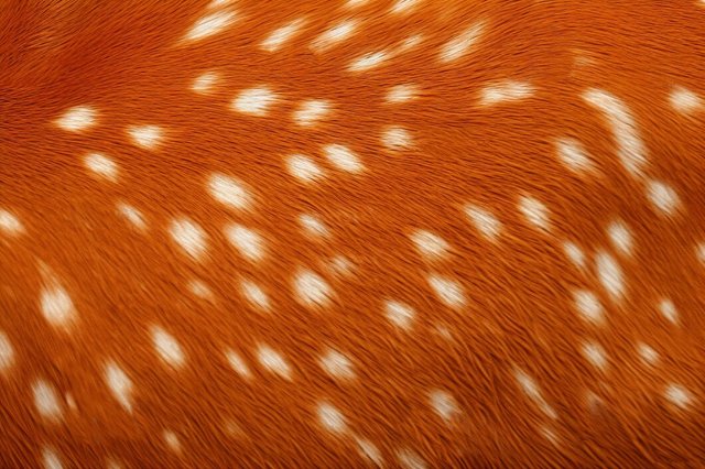 deer-pattern-fur-texture_23-2150404478.jpg