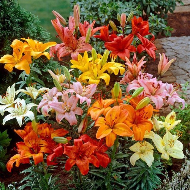 asiatic-lily_full_width.jpg