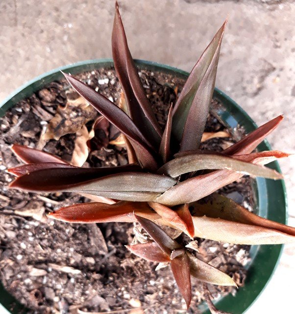 dehydrated aloe.jpg