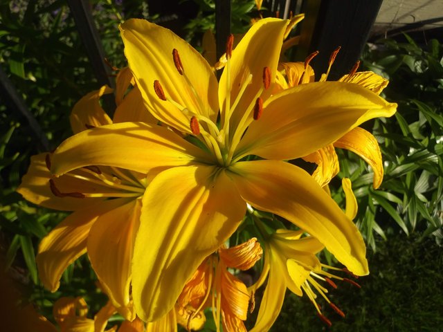 Yellow Flower Close Up.jpg