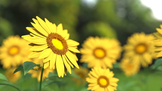 sunflower-1421011_960_720.jpg