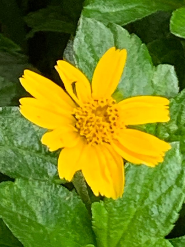 flower113.jpg