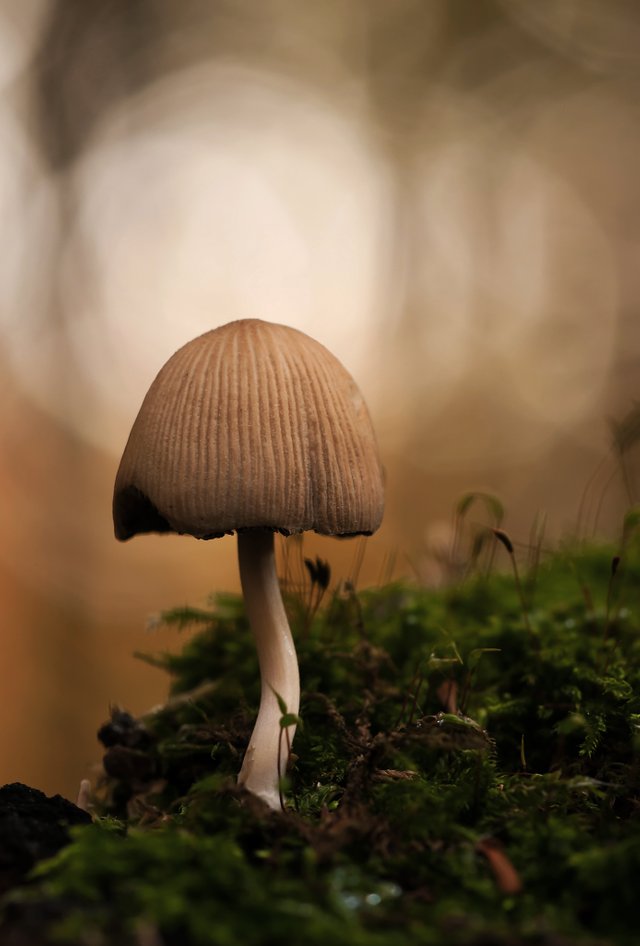 httpspixabay.comenmica-comatus-forest-mushroom-230347-original.jpg