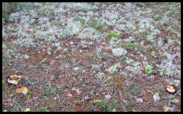 mushrooms coming up in the reindeer moss.JPG