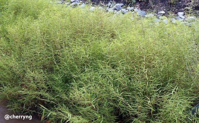 Pogonatherum paniceum bamboo grass copy.jpg