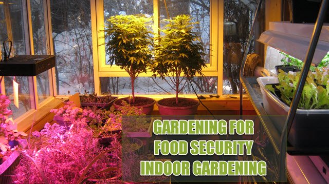 Gardening for food security Indoor garden with greens table greens on lightstand.JPG