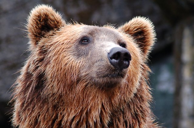animal-bear-brown-bear-35435.jpg