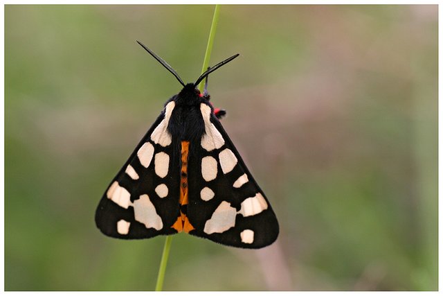 (Arctia villica) Cream-Spot Tiger_Benekli Bağ Çadır Tırtılı.jpg