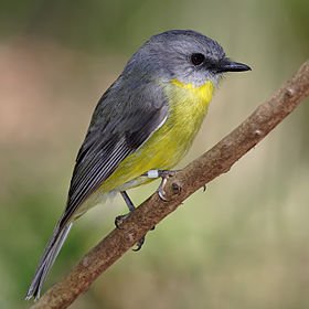 Eastern_yellow_robin.jpg