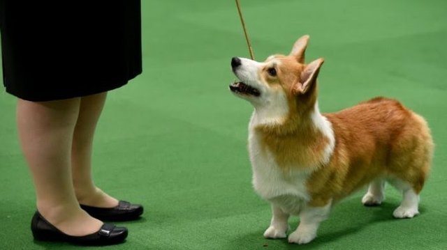 ilustrasi-anjing-corgi_20180413_094100.jpg