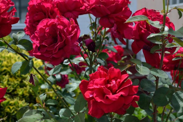 red-flowers-2729025_1920.jpg