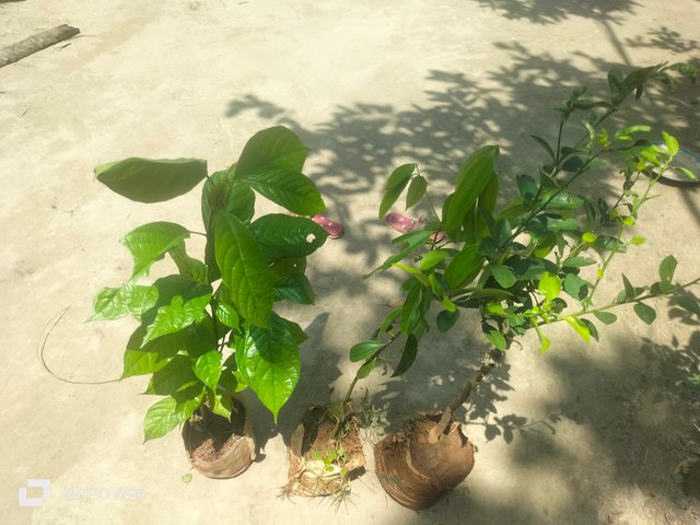 IMG20250612104859.jpg