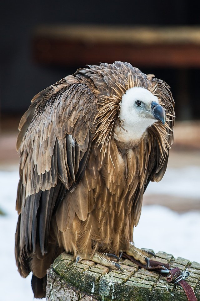 griffon-vulture-2018585_1280.jpg