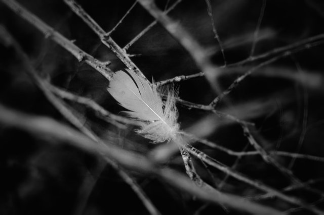 feather.jpg